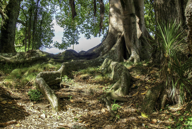 Обои картинки фото природа, лес, простор