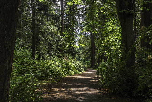 Обои картинки фото природа, лес, простор