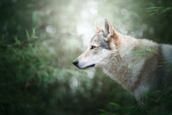 Картинка животные волки +койоты +шакалы волк