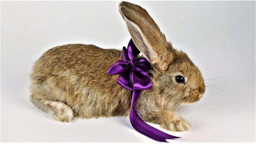 Картинка животные кролики +зайцы лента кролик