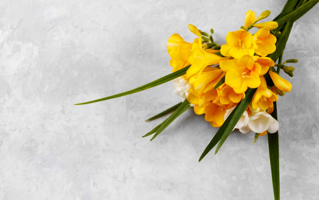 Обои картинки фото цветы, фрезия, букет