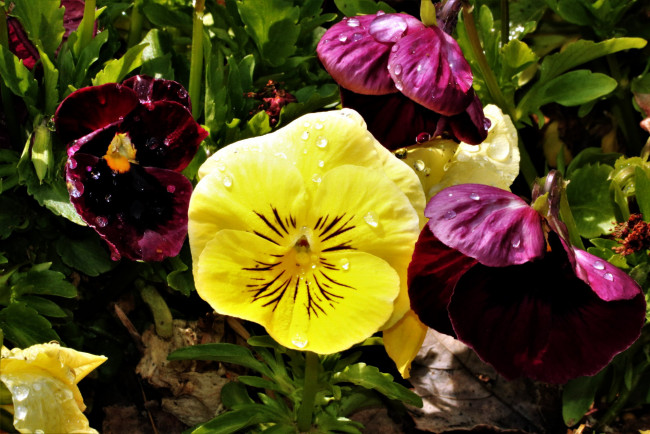 Обои картинки фото цветы, анютины глазки , садовые фиалки, макро