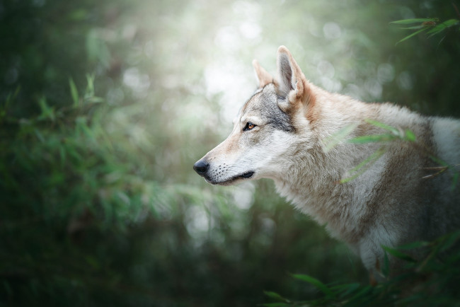 Обои картинки фото животные, волки,  койоты,  шакалы, волк