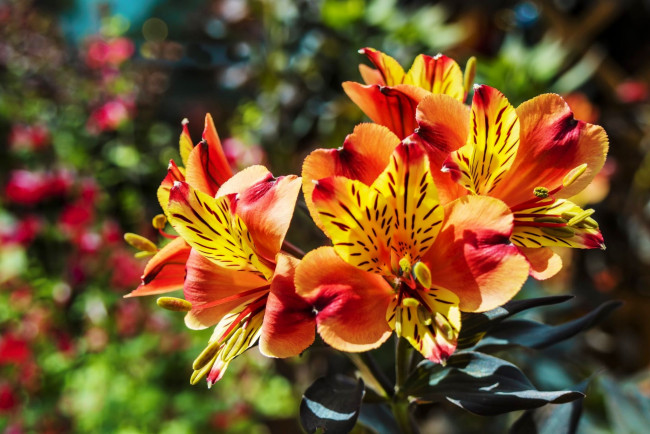 Обои картинки фото цветы, альстромерия, пестрая