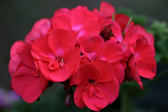 Обои картинки фото цветы, герань, макро