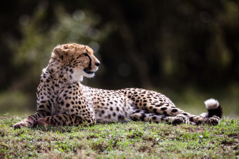 обоя животные, гепарды, поляна, гепард, лежит, профиль