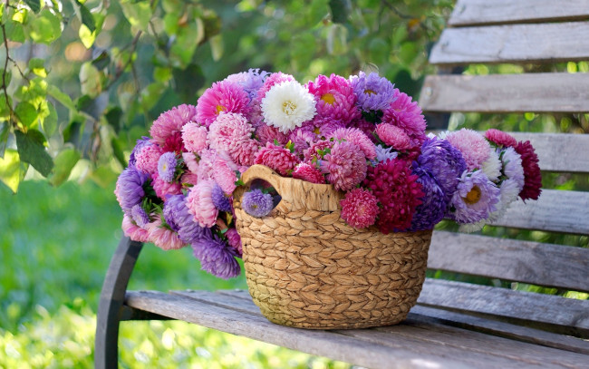 Обои картинки фото цветы, астры, корзина, много