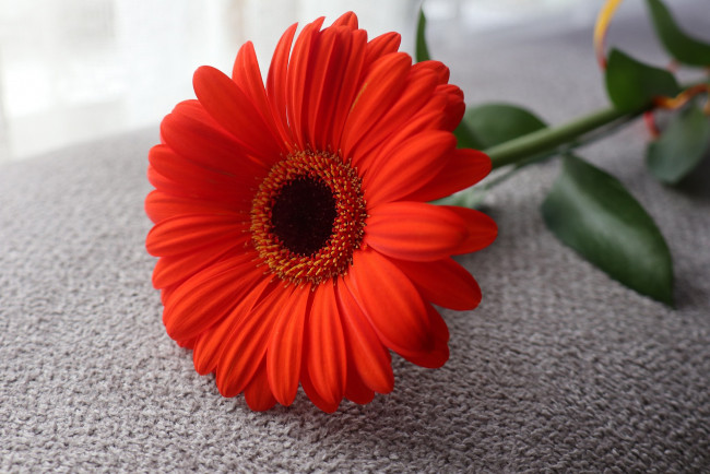 Обои картинки фото цветы, герберы, алая, гербера, макро