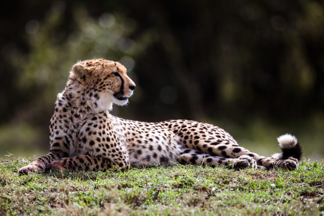 Обои картинки фото животные, гепарды, поляна, гепард, лежит, профиль