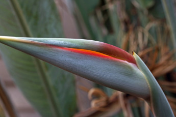 обоя цветы, стрелиция , райская птица, экзотика