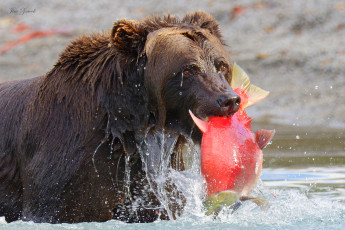 обоя животные, медведи, медведь