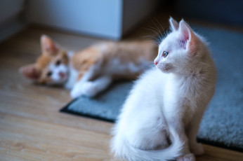 Картинка животные коты котята