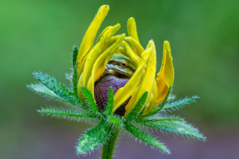 Картинка животные лягушки лягушка