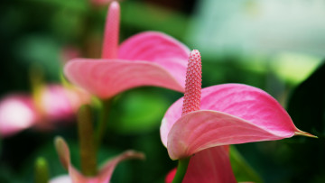 обоя цветы, антуриум , цветок фламинго, розовый, антуриум, макро