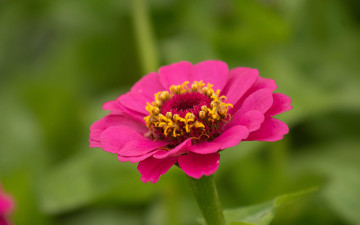 обоя цветы, цинния, розовая, макро