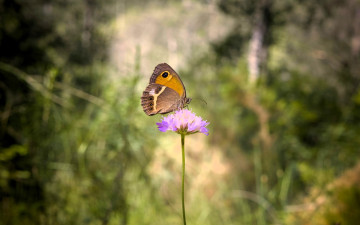 обоя животные, бабочки,  мотыльки,  моли, бабочка, цветок