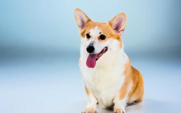 Картинка животные собаки собака язык корги
