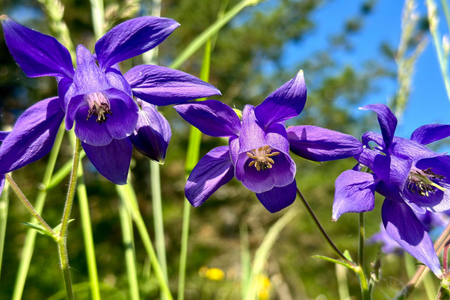Обои картинки фото цветы, аквилегия , водосбор, лиловая, аквилегия, макро