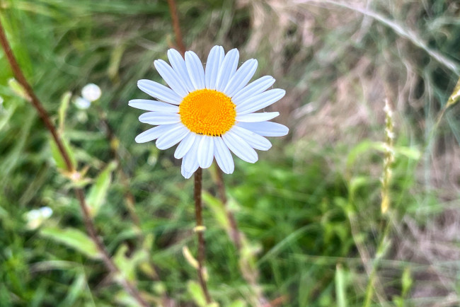 Обои картинки фото цветы, ромашки, белая, ромашка, макро