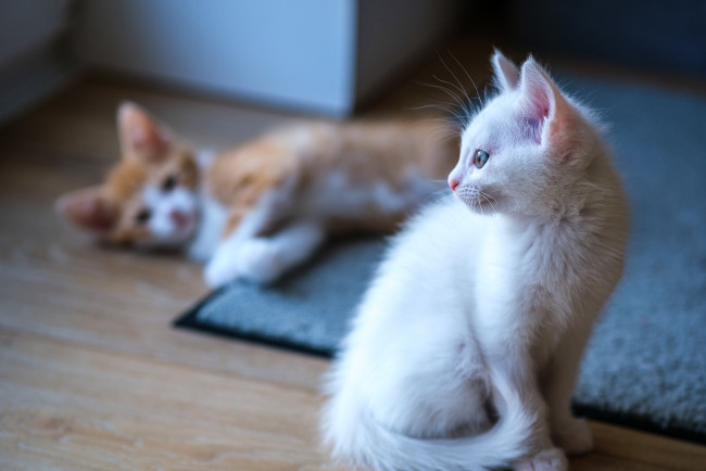 Обои картинки фото животные, коты, котята