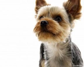 Картинка животные собаки