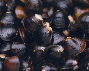 Картинка еда рыба морепродукты суши роллы