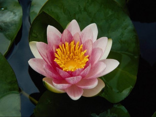 Картинка цветы лилии водяные нимфеи кувшинки