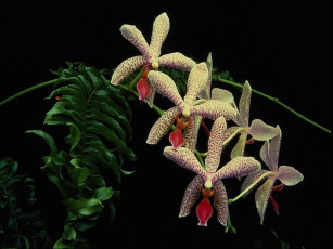 Картинка цветы орхидеи