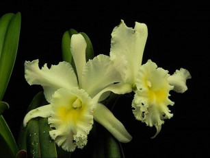 Картинка цветы орхидеи