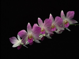 Картинка цветы орхидеи