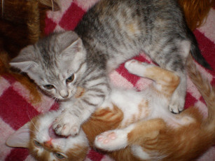 Картинка животные коты