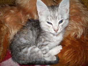 Картинка животные коты