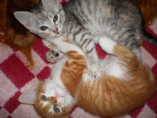 Картинка животные коты