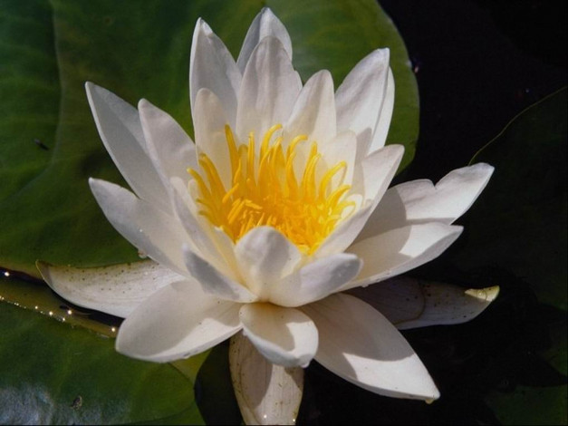 Обои картинки фото цветы, лилии, водяные, нимфеи, кувшинки