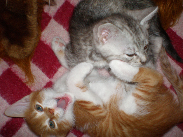 Обои картинки фото животные, коты