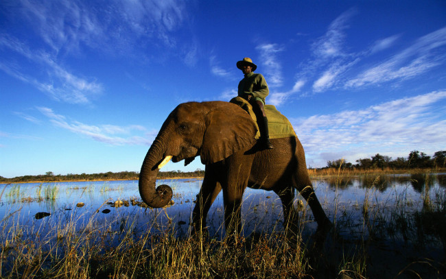 Обои картинки фото животные, слоны