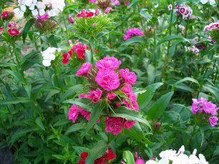 Картинка цветы гвоздики