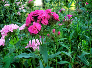 Картинка цветы гвоздики