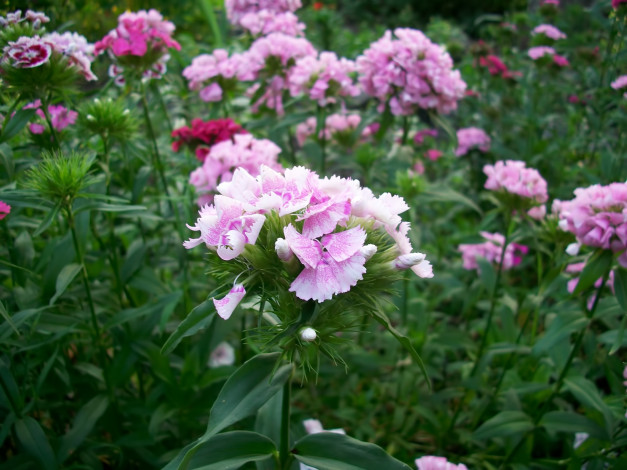 Обои картинки фото цветы, гвоздики