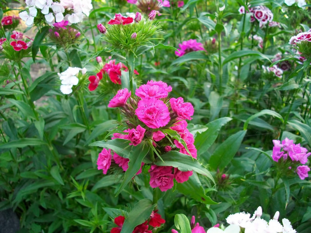 Обои картинки фото цветы, гвоздики