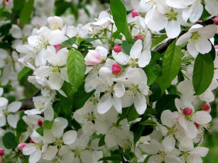 Картинка цветы цветущие деревья кустарники ветки