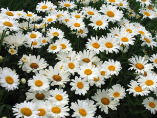 Картинка цветы ромашки