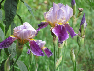 Картинка ирисы цветы