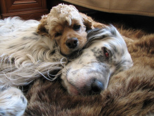 Картинка животные собаки