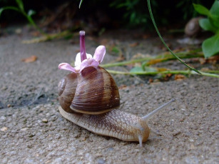 Картинка животные улитки