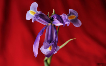 обоя цветы, ирисы