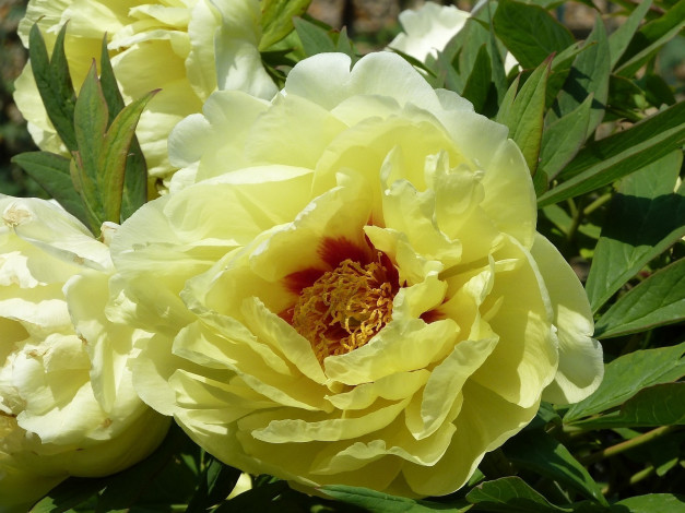 Обои картинки фото цветы, пионы