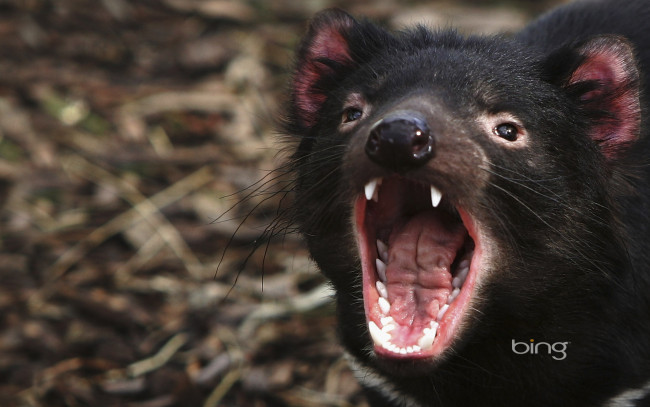 Обои картинки фото tasmanian, devil, животные, тасманийский, дьявол
