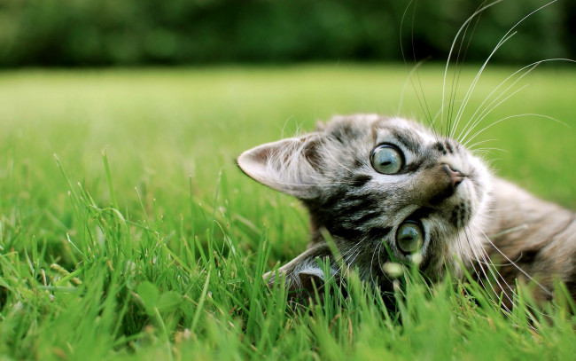 Обои картинки фото животные, коты