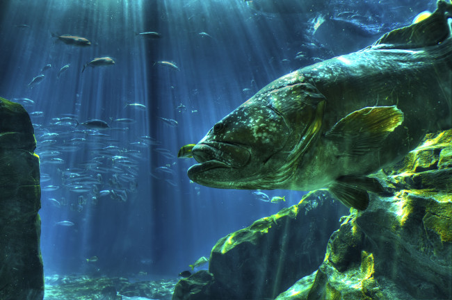 Обои картинки фото животные, рыбы